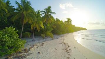 A tropical beach with palm trees and sand photo