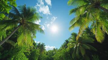 Tropical palm trees and the sun photo