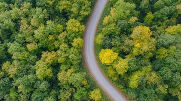 Winding road through lush forest with vibrant autumn foliage creates serene atmosphere photo