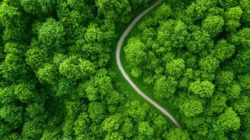Winding trail through lush green forest, showcasing nature beauty and tranquility photo