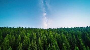 A forest with trees and a sky photo