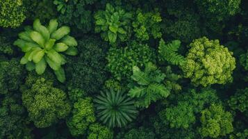 An aerial view of green trees and plants photo