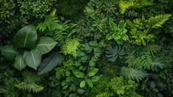 A green wall with many different types of plants photo