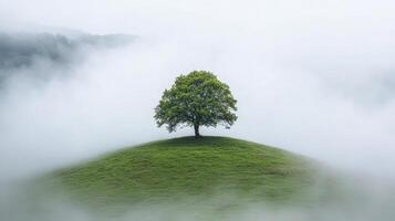 A lone tree on a hill in the fog photo
