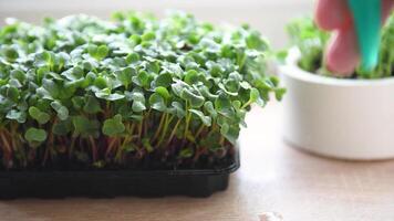 Gardener watering fresh microgreens on windowsill video
