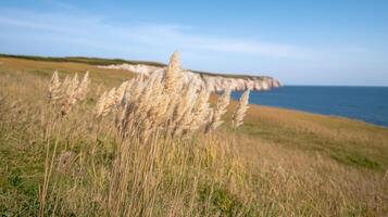 Tall grass and tall grass on a hill overlooking the ocean photo