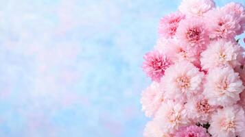 A vase of pink flowers on a blue background photo