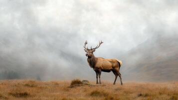 A deer stands in the middle of a field photo