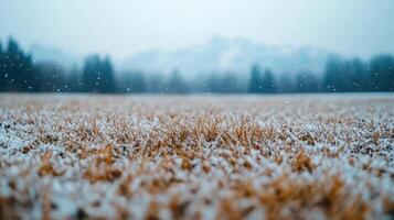 A field of grass covered in snow photo