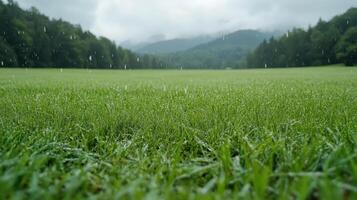 A field of green grass with rain falling on it photo