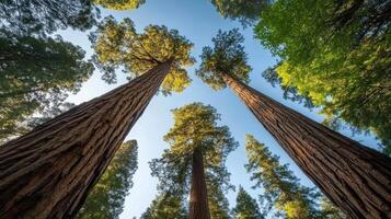 Tall trees in a forest with a blue sky photo