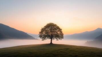 A lone tree stands on a hill in the fog photo