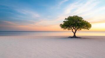 A lone tree on a beach at sunset photo