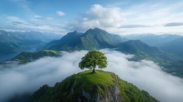 A lone tree on top of a mountain surrounded by clouds photo