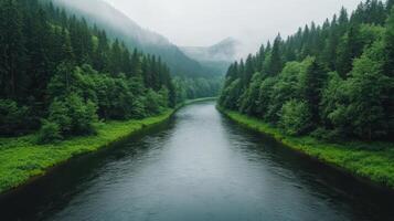 A river in the middle of a forest photo