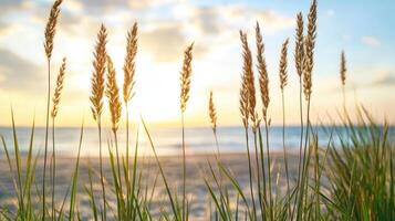 Sea oats on the beach at sunset photo