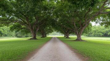 un suciedad la carretera Guías a un verde campo con arboles foto
