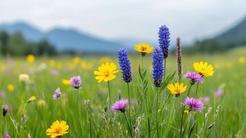 Wildflowers in a meadow with mountains in the background photo