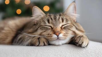 A cat is sleeping on a couch with its eyes closed photo