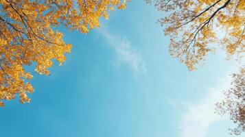 Autumn trees with yellow leaves against a blue sky photo