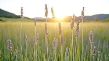 A field of lavender flowers at sunset photo