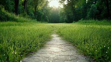 Path in the grass photo