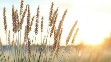 Wheat plants in a field at sunset photo