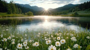 Daisies in the sun by the river photo