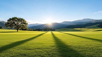 A tree casts shadows on the grass photo