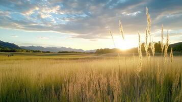 A field with tall grass and mountains in the background photo