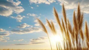 Tall grass in the sun with blue sky photo
