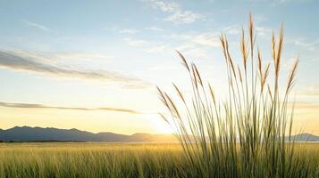 Tall grasses in a field at sunset photo