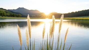 A lake with tall grasses in front of the sun photo