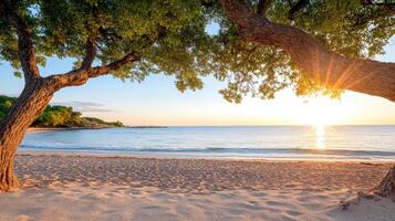 A tree on the beach with the sun setting behind it photo