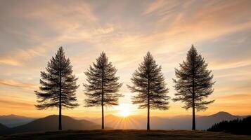Four trees stand on a hill at sunset photo