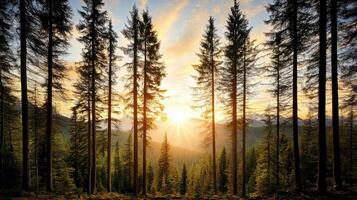 Sunset in the mountains with pine trees photo
