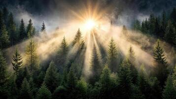 Sun shining through foggy forest with trees photo