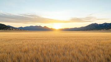 A golden field with mountains in the background photo