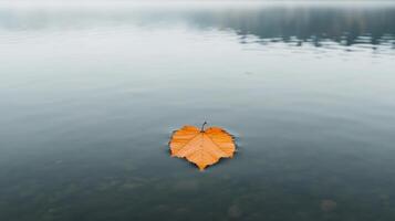 A single orange leaf floating in the water photo
