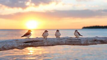 Four birds sitting on a branch at sunset photo