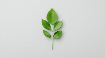 A single leaf on a white background photo