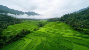 The rice terraces in the mountains of vietnam photo