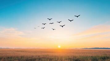 Birds flying over a field at sunset photo