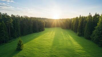 Green grass and pine trees in the forest at sunset photo