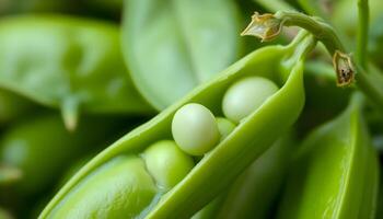a close up view of a pea pod photo