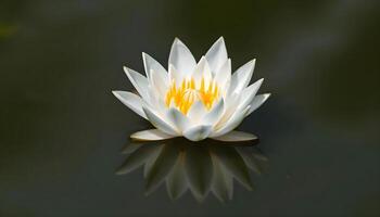 a white and yellow flower floating on top of water photo
