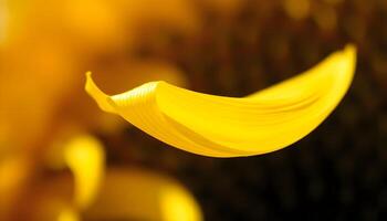 a close up of a yellow flower with a blurry background photo