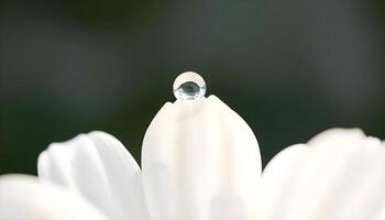 a close up of a white flower with a drop of water on it photo