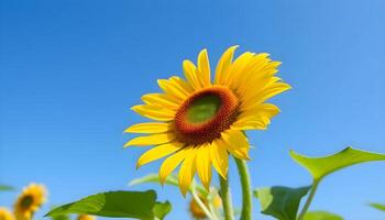a sunflower with a blue sky in the background photo