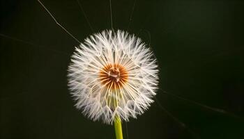 a close up of a dandelion with a dark background photo